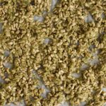 pestoristede solsikkekerner